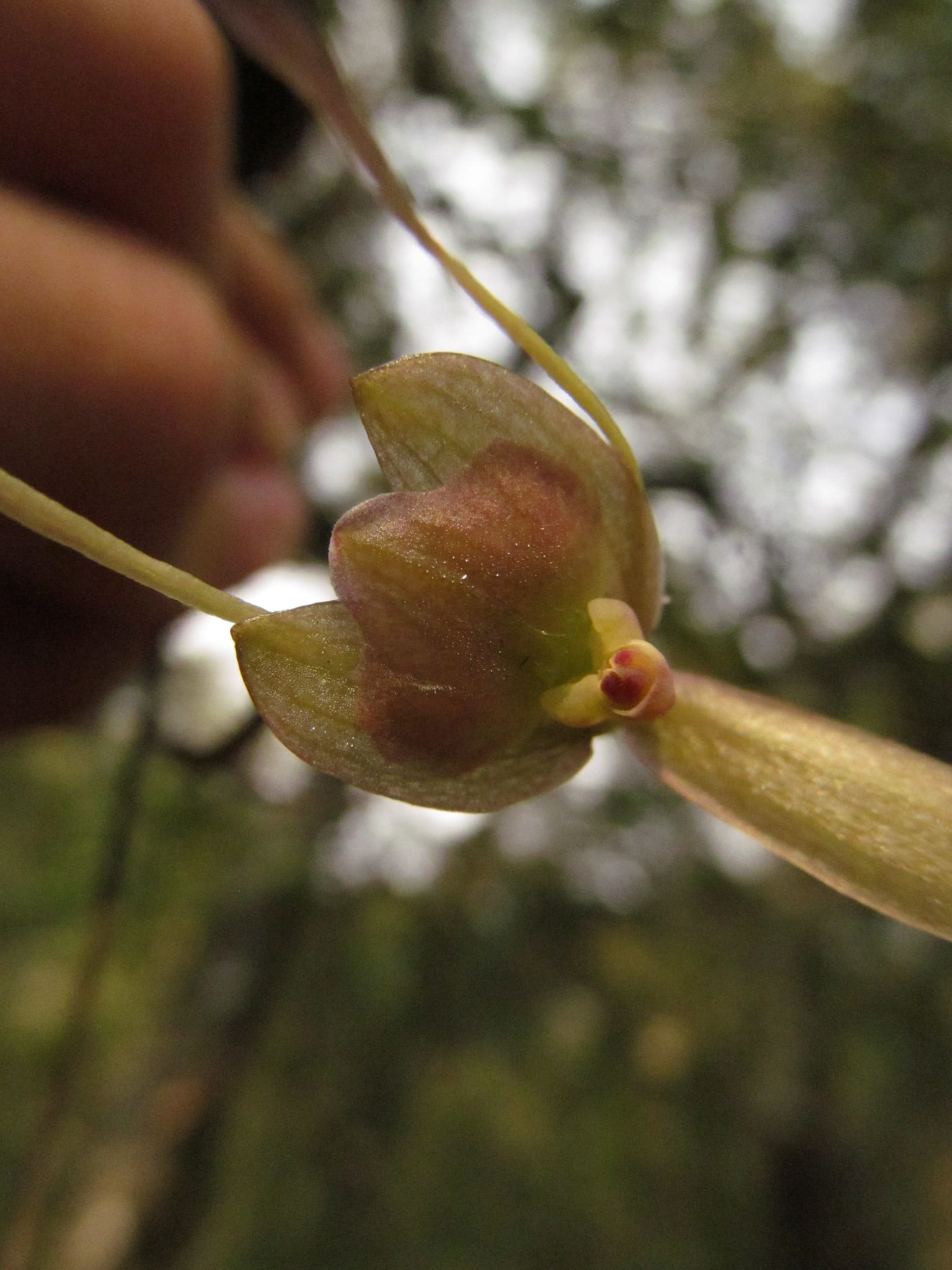 Epidendrum longipetalum